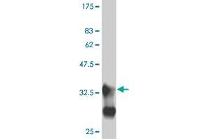 Western Blot detection against Immunogen (33. (MEF2B Antikörper  (AA 165-235))