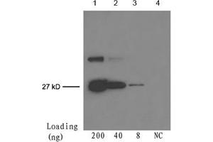 Lane 1-3: 200 ng, 40 ng, 8 ng GFP fusion proteinDetection antibody: Mouse Anti-cGFP-tag Monoclonal Antibody (ABIN398417) The Western blot was performed using One-Step WesternTM Basic Kit (ABIN491503) with 4 µg of the antibody added to 4 mL WB solution.