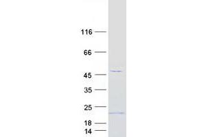 Validation with Western Blot (C1H6ORF35 Protein (Myc-DYKDDDDK Tag))