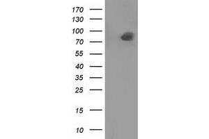 Western Blotting (WB) image for anti-Protein tyrosine Phosphatase, Receptor Type, E (PTPRE) antibody (ABIN1500508) (PTPRE Antikörper)