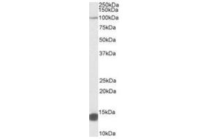 Antibody (0. (TRIM71 Antikörper  (Internal Region))