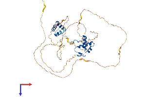 PAX1 Protein (AA 1-446) (His tag)