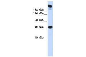 Western Blotting (WB) image for anti-SI antibody (ABIN2458898) (SI Antikörper)