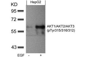 Western blot analysis of extracts from HepG2 cells untreated or treated with EGF using AKT1/AKT2/AKT3(phospho-Tyr315/316/312) Antibody. (AKT 1/2/3 Antikörper  (pTyr312, pTyr315, pTyr316))