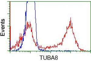 Image no. 1 for anti-Tubulin, alpha 8 (TUBA8) antibody (ABIN1501561) (TUBA8 Antikörper)