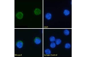Immunofluorescence staining of fixed mouse splenocytes with anti-PD-1H antibody MH5A.