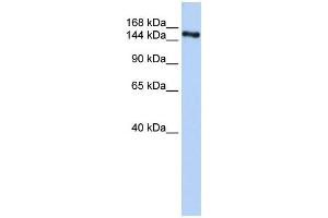 ZNF236 Antikörper  (C-Term)