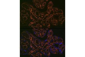 Immunofluorescence analysis of human placenta using CD31/PEC Rabbit mAb (ABIN7269407) at dilution of 1:100 (40x lens). (CD31 Antikörper)
