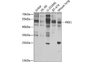 Western blot analysis of extracts of various cell lines, using PBX1 antibody (ABIN6129765, ABIN6145269, ABIN6145270 and ABIN6223473) at 1:1000 dilution. (PBX1 Antikörper  (AA 311-430))