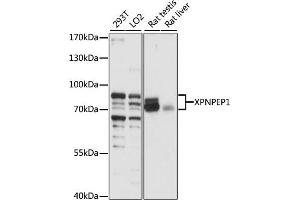 Western blot analysis of extracts of various cell lines, using XPNPEP1 antibody (ABIN7271401) at 1:1000 dilution. (XPNPEP1 Antikörper  (AA 44-240))