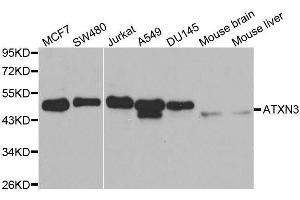 Western blot analysis of extracts of various cell lines, using ATXN3 antibody. (Ataxin 3 Antikörper  (AA 1-364))