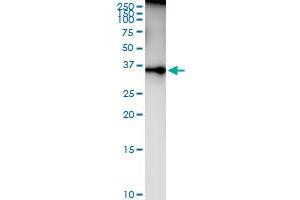 Immunoprecipitation (IP) image for anti-phospholipid Scramblase 1 (PLSCR1) (AA 1-318) antibody (ABIN518980)
