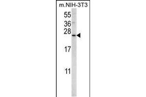 Western blot analysis in mouse NIH-3T3 cell line lysates (35ug/lane). (SNX24 Antikörper  (N-Term))