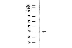 anti-Developmental Pluripotency Associated 2 (DPPA2) (N-Term) antibody