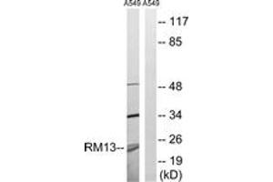 Western blot analysis of extracts from A549 cells, using MRPL13 Antibody. (MRPL13 Antikörper  (AA 121-170))