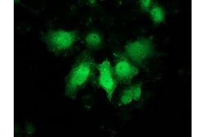 Anti-PNMT mouse monoclonal antibody (ABIN2454538) immunofluorescent staining of COS7 cells transiently transfected by pCMV6-ENTRY PNMT (RC206586). (PNMT Antikörper)