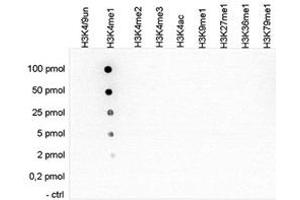 Cross reactivity test using the Histone H3 (K4me1) antibody.