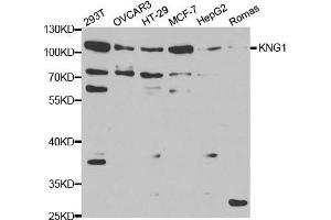 Western blot analysis of extracts of various cell lines, using KNG1 antibody.