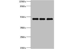 Western blot All lanes: Phosphatidylinositol 5-phosphate 4-kinase type-2 beta antibody at 10 μg/mL Lane 1: Hela whole cell lysate Lane 2: MCF-7 whole cell lysate Lane 3: 293T whole cell lysate Secondary Goat polyclonal to rabbit IgG at 1/10000 dilution Predicted band size: 48, 33 kDa Observed band size: 48 kDa (PIP4K2B Antikörper  (AA 1-270))