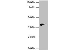 DHDDS Antikörper  (AA 1-333)