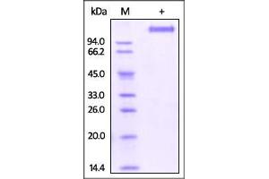 SDS-PAGE (SDS) image for VEGF Receptor 2 (VEGFR2) (AA 20-764) (Active) protein (Strep Tag) (ABIN6810003)