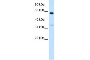 ZNF609 antibody (20R-1068) used at 0. (ZNF609 Antikörper  (N-Term))