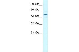 WB Suggested Anti-TCEB1 Antibody Titration:  1. (TCEB1 Antikörper  (Middle Region))