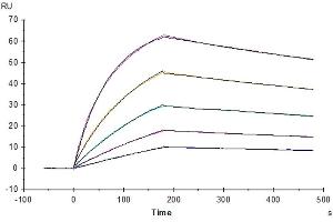 Surface Plasmon Resonance (SPR) image for Fc Receptor, IgG, High Affinity I (FCGR1) (AA 16-288) protein (His-Avi Tag,Biotin) (ABIN7274673)