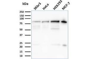 Western Blot Analysis of SKBr-3, HeLa, HEK293, MCF-7 cell lysates using Ezrin Mouse Monoclonal Antibody (CPTC-Ezrin-1).
