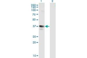 Western Blot analysis of MAGEA3 expression in transfected 293T cell line by MAGEA3 monoclonal antibody (M01), clone 6D10.
