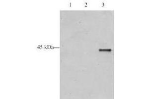 Western blot analysis is shown using  Affinity Purified anti-p28 ING5 antibody to detect over expressed Human ING5 present in HeLa cell nuclear extracts. (ING5 Antikörper  (AA 127-140))