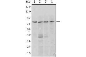 Western Blot showing PRDM1 antibody used against Raji (1, 2), L1210 (3) and TPH-1 (4) cell lysate. (PRDM1 Antikörper)