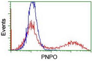 HEK293T cells transfected with either RC200133 overexpress plasmid (Red) or empty vector control plasmid (Blue) were immunostained by anti-PNPO antibody (ABIN2454781), and then analyzed by flow cytometry. (PNPO Antikörper)