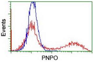 HEK293T cells transfected with either RC200133 overexpress plasmid (Red) or empty vector control plasmid (Blue) were immunostained by anti-PNPO antibody (ABIN2454781), and then analyzed by flow cytometry. (PNPO Antikörper)