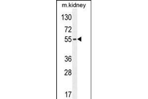 FBXO39 Antibody (C-term) (ABIN654584 and ABIN2844286) western blot analysis in mouse kidney tissue lysates (35 μg/lane). (FBXO39 Antikörper  (C-Term))