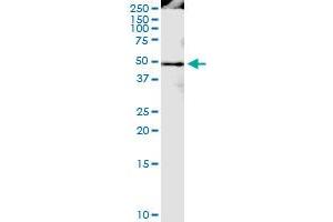 Immunoprecipitation of PPIG transfected lysate using anti-PPIG MaxPab rabbit polyclonal antibody and Protein A Magnetic Bead , and immunoblotted with PPIG MaxPab mouse polyclonal antibody (B01) . (PPIG Antikörper  (AA 1-357))