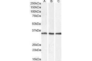 (ABIN571083) (2 μg/mL) staining of A431 (A), Jurkat (B), and U251 (C) cell lysate (35 μg protein in RIPA buffer). (APOLD1 Antikörper  (C-Term))