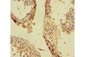 Immunohistochemistry of paraffin-embedded human testis tissue using ABIN7163844 at dilution of 1:100 (PHC1 Antikörper  (AA 142-225))