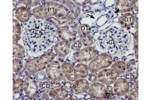 Immunohistochemistry (IHC) image for anti-Potassium Inwardly-Rectifying Channel, Subfamily J, Member 13 (KCNJ13) (AA 80-94), (Extracellular) antibody (ABIN7043475)