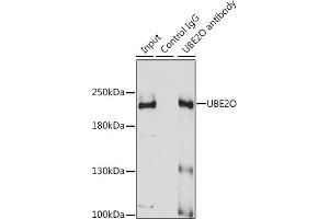 Immunoprecipitation analysis of 200 μg extracts of A-431 cells using 3 μg UBE2O antibody (ABIN6130342, ABIN6149817, ABIN6149818 and ABIN7101351). (UBE2O Antikörper  (AA 1073-1292))