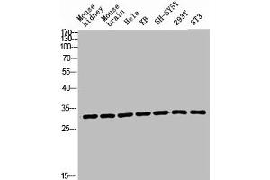 Western blot analysis of Mouse-kidney mouse-brain HELA KB SH-SY5Y 293T 3T3 lysis using Ribosomal Protein L7 antibody. (RPL7 Antikörper  (C-Term))