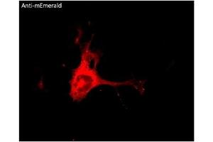 Immunofluorescence (IF) image for anti-mEmerald Fluorescent Protein antibody (ABIN7273073) (mEmerald Fluorescent Protein Antikörper)