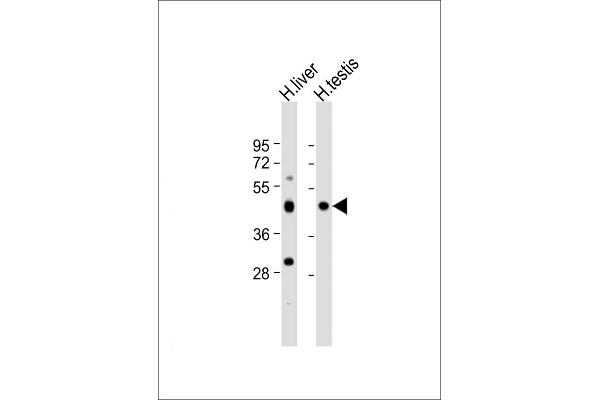 CHTF8 Antikörper  (AA 2-33)