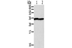 Western Blotting (WB) image for anti-Syntaxin 3 (STX3) antibody (ABIN2427365) (STX3 Antikörper)