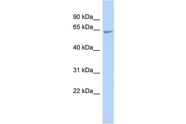 UDP-N-Acetyl-alpha-D-Galactosamine:polypeptide N-Acetylgalactosaminyltransferase 18 (GALNT18) (Middle Region) Antikörper