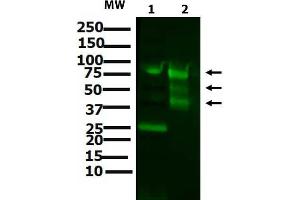 Western blot of Anti-ATF6 (RABBIT) Antibody Western Blot of Rabbit anti-ATF6 antibody. (ATF6 Antikörper  (N-Term))