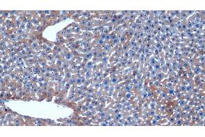 Detection of HAUS7 in Mouse Liver Tissue using Polyclonal Antibody to HAUS Augmin Like Complex Subunit 7 (HAUS7) (HAUS7 Antikörper  (AA 1-227))