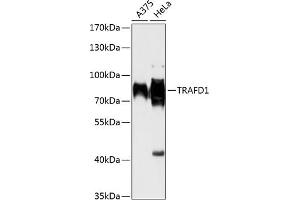 Western blot analysis of extracts of various cell lines, using TR antibody (ABIN6132266, ABIN6149468, ABIN6149469 and ABIN6216926) at 1:1000 dilution. (TRAFD1 Antikörper  (AA 1-260))
