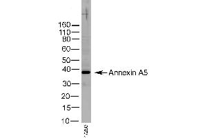 Western Blotting (WB) image for anti-Annexin A5 (ANXA5) antibody (ABIN2477449) (Annexin V Antikörper)