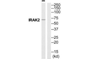 Western Blotting (WB) image for anti-Interleukin-1 Receptor-Associated Kinase 2 (IRAK2) (Internal Region) antibody (ABIN1852708) (IRAK2 Antikörper  (Internal Region))